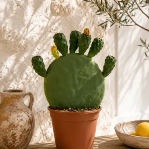 Opuntia Ficus Indica Feigenkaktus ca. 40 cm Kaktus Garten Terrasse Zimmerpflanze