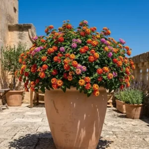 Pflanzkübel - Vase - XXL - Pflanzgefäß Terracotta frostfest 4 Größen wählbar