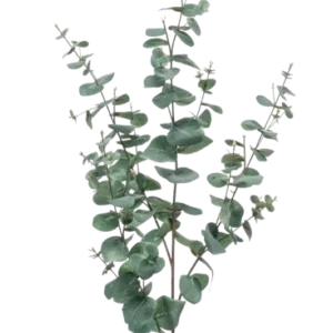 Künstlicher Eukalyptus Zweig Coa, 72 cm, Kunstbaum von aplanta, feuerhemmend, Steckpflanze, in Grün, für drinnen