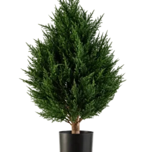 Die Kunstpflanze Conifer Deluxe UV 60 cm von Easyplants ist eine kompakte, buschige Kunstpflanze mit immergrünem Blattwerk und sattgrünem Blattwerk, präsentiert in einem schwarzen Topf vor weißem Hintergrund. Dies macht sie zu einer hervorragenden Wahl unter den künstlichen Pflanzen für den Außenbereich und sorgt mühelos für lebendiges Grün in jeder Umgebung.