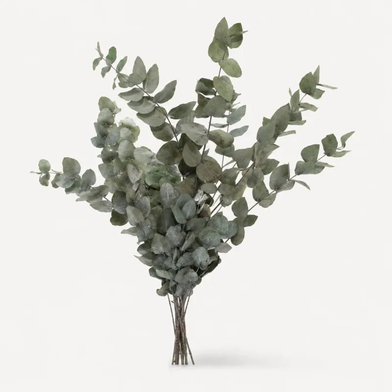 Konservierter Eukalyptus Cinerea – Grün