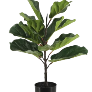 Künstlicher Ficus Lyrata - Luan, 60 cm, Kunstbaum von aplanta, in Grün, für drinnen