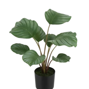 Künstliche Calathea - Silvina, 45 cm, Kunstpflanze von aplanta, Real Touch, in Grün, für drinnen
