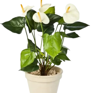 Künstliche Flamingoblume - Steckpflanze - Nora, 56 cm, Kunstpflanze von aplanta, in Creme, für drinnen