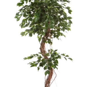 Künstlicher Ficus - Joshua, 210 cm, Kunstbaum von aplanta, mit Echtholzstamm, im schwarzen Topf, in Natur, für drinnen