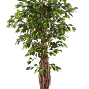 Künstlicher Ficus - Jannik, 330 cm, Kunstbaum von aplanta, mit Echtholzstamm, mit Mangrovenstamm, im schwarzen Topf, in Natur