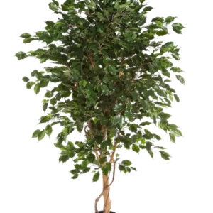 Künstlicher Ficus - Kim, 150 cm, Kunstbaum von aplanta, mit Echtholzstamm, im schwarzen Topf, in Natur, für drinnen