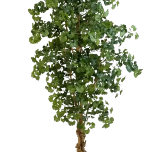 Künstlicher Gingko - Tamino, 210 cm, Kunstbaum von aplanta, mit Echtholzstamm, im schwarzen Topf, in Natur, für drinnen