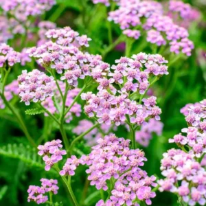 Achillea Ending Blue (Schafgarbe)