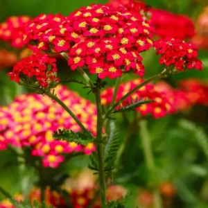 Achillea Sparkling Contrast (Schafgarbe)