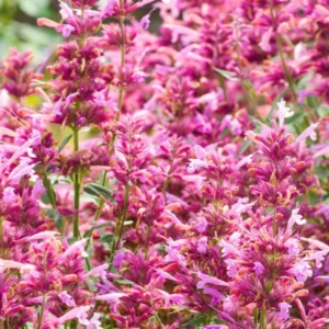 Agastache Rosie Posie Duftnessel - Bergminze