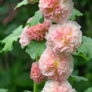 Alcea Majorette Dicht Gefülltes Rosa (Stockrose)