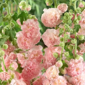 Alcea Peaches and Dreams (Stockrose)