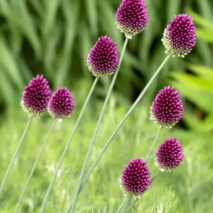 Allium sphaerocephalon (Kugelköpfiger Lauch) bestellen