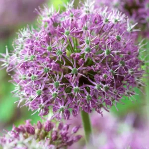 Allium Stipitatum Glory of Pamir
