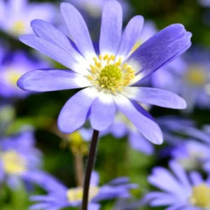Anemone blanda 'Blue Shades', Strahlen-Anemone