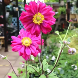 Herbst-Anemone Bressingham Glow