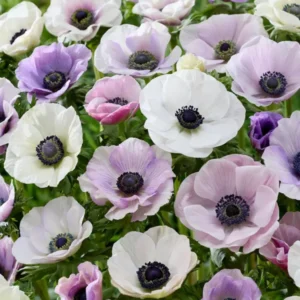 Anemone Galilee Pastel Mix