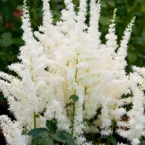 Astilbe Close Harmony (Prachtspiere) | DutchGrown™