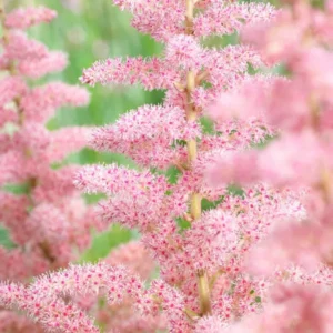 Astilbe Glitter and Glamour (Prachtspiere)