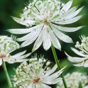 Kaufen Astrantia (Sterndolde) Major Shaggy