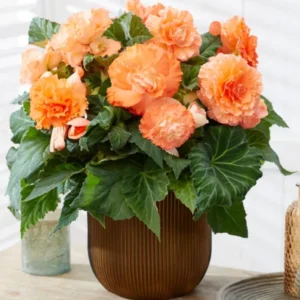 Begonia AmeriHybrid® Picotee Ruffled Apricot
