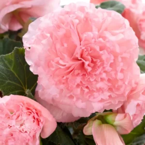 Begonia AmeriHybrid® Picotee Ruffled Pink