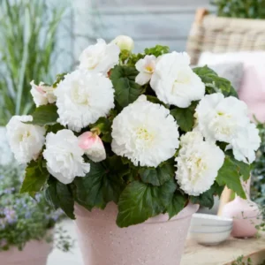 Begonia AmeriHybrid® Picotee Ruffled White
