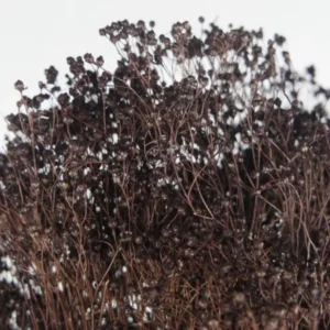 Broom Bloom getrocknet - 1 Strauß - Deep brown - Si-nature