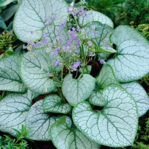Kaukasus-Vergissmeinnicht Jack Frost (Brunnera) Wurzelnackte Pflanzen