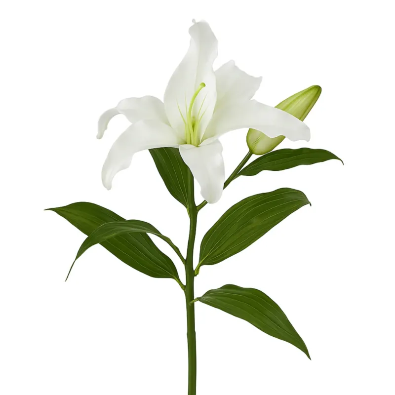 Tige de Lys Casablanca Premium 65 cm
