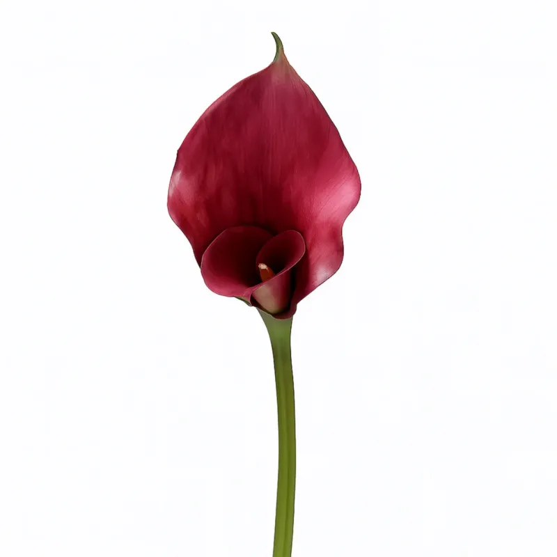 Tige d'Arum long spathe Premium 75cm