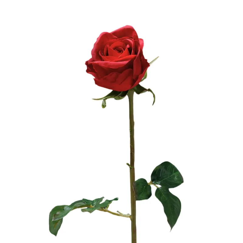 Tige de Rose fermée Premium 50cm