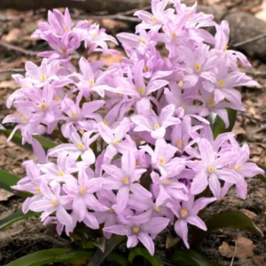 Chionodoxa Lucilea Rose Queen (Gewöhnlicher Schneestolz)