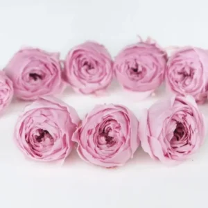 Rosen konserviert Cocotte Earth Matters - 9 Köpfe - Crystal pink 111 - Si-nature
