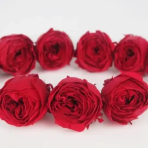 Rosen konserviert Cocotte Earth Matters - 9 Köpfe - Queen red 331 - Si-nature