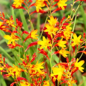 Crocosmia Harlequin