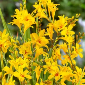 Crocosmia Hot Spot