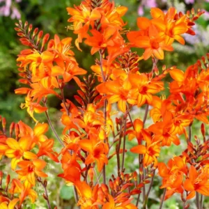 Crocosmia Peach Melba