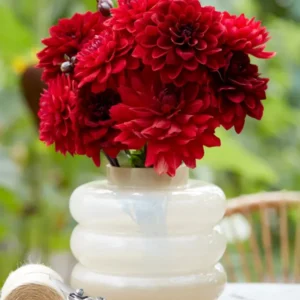 Dahlie Crimson Velvet Collection dahlienknollen