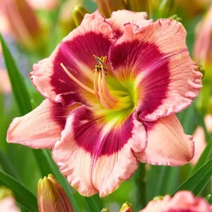 Kaufen Taglilie Strawberry Shake (Hemerocallis)