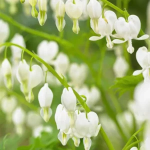 Kaufen Sie Dicentra 'Spectabilis Alba'-Wurzeln Tränendes Herz / Herzblume