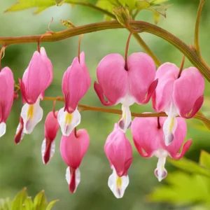 Kaufen Sie Dicentra 'Spectabilis'-Wurzeln