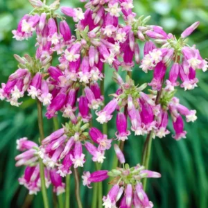 Dichelostemma Pink Surprise (Feuerwerksblume)