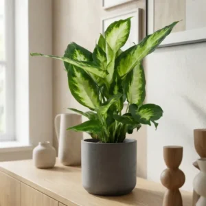 Dieffenbachia Camilla - Schmuckblatt Ø:12 H:35 cm Finestgreen