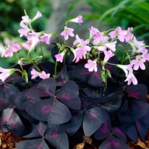 Dreieckiger Sauerklee Oxalis triangularis 'Sunny'