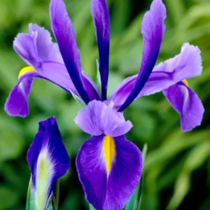 Holländische Schwertlilie Blue Star
