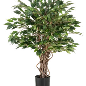 Die Kunstpflanze Ficus Liana 90 cm hat gedrehte braune Stämme und dichte grüne Blätter in einem schwarzen Topf, ideal als Büropflanze oder für jede Ficus-Sammlung, dargestellt vor einem weißen Hintergrund.