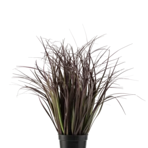 Die feuerhemmende Kunstrasenpflanze Wild Lawn 50 cm hat hohe, schmale, dunkelviolette Blätter in einem schwarzen Topf vor weißem Hintergrund – eine stilvolle Kunstpflanze, ideal für moderne Innenräume.