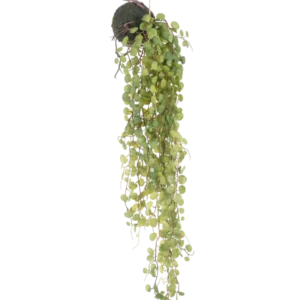 Die künstliche Hängepflanze Sukkulente auf Kugel 78 cm hat grüne runde Blätter, die aus einem kleinen, kugelförmigen, mit Moos bedeckten Pflanzgefäß hervorragen, perfekt als dekorativer Akzent vor einem schlichten weißen Hintergrund.
